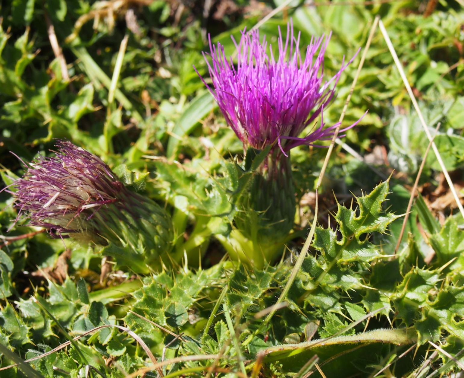 Cirse sans tige Thistle, Stemless